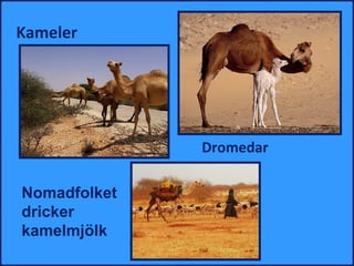 Kameler




              Dromedar

Nomadfolket
dricker
kamelmjölk
 