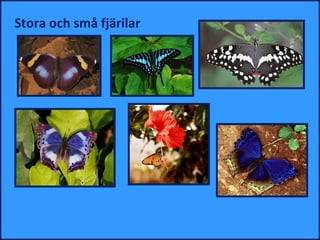 Stora och små ä
 