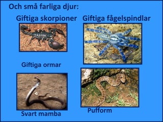 Och små farliga djur:
  Giftiga skorpioner Giftiga fågelspindlar




   Giftiga ormar




   Svart mamba         Pufform
 