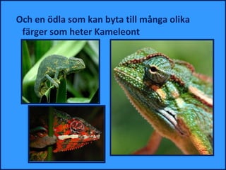 Och en ödla som kan byta till många olika
 färger som heter Kameleont
 