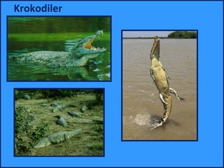 Krokodiler
 