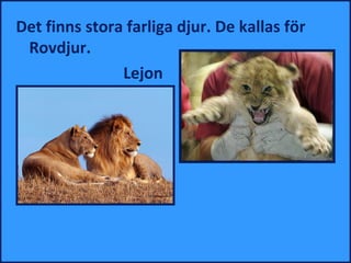 Det finns stora farliga djur. De kallas för
 Rovdjur.
               Lejon
 