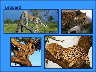 Leopard
 