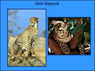 Och Gepard
 