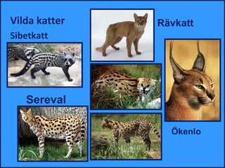 Vilda katter       Rävkatt
Sibetkatt




               R
   Sereval

                     Ökenlo
 