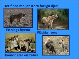 Det finns mellanstora farliga djur




 En slags hyena
                     Fläckig hyena




Hyenor äter en zebra
 