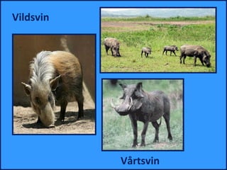 Vildsvin




           åٲ
 
