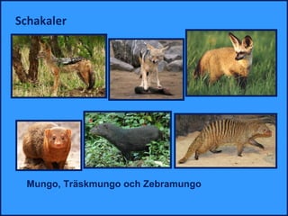 Schakaler




                               Öronhund
 Mungo, Träskmungo och Zebramungo
 