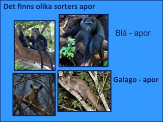 Det finns olika sorters apor


                               Blå - apor




                               Galago - apor
 