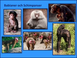 Babianer och Schimpanser
 
