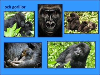 och gorillor
 