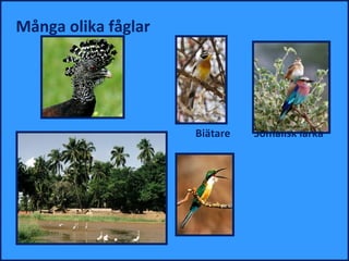 Många olika fåglar




                     Biätare   Somalisk lärka
 