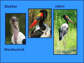 Storkar       Jabiru




Marabustork
 