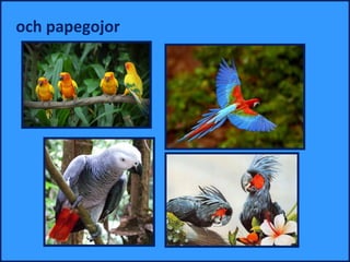och papegojor
 