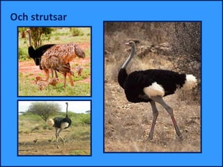 Och strutsar
 