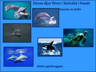 Dessa djur finns i Somalia i havet
                                       Kinesisk vit delfin




  Flasknosdelfiner
                                              Havssköldpaddor




Den vanliga delfinen



                         Ginko späckhuggare
 