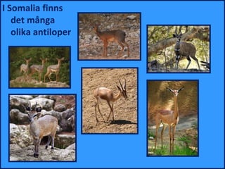 I Somalia finns
   det många
   olika antiloper
 