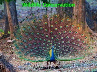 Wildlife Conservation
By Soma Pradhan
 