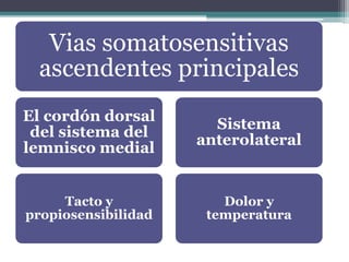 Vias somatosensitivas
ascendentes principales
El cordón dorsal
del sistema del
lemnisco medial
Tacto y
propiosensibilidad
Sistema
anterolateral
Dolor y
temperatura
 