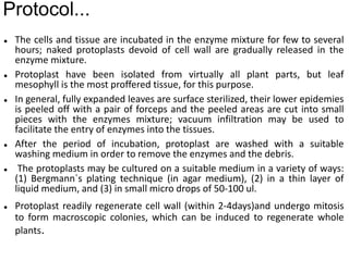 Protocol...
 The cells and tissue are incubated in the enzyme mixture for few to several
hours; naked protoplasts devoid of cell wall are gradually released in the
enzyme mixture.
 Protoplast have been isolated from virtually all plant parts, but leaf
mesophyll is the most proffered tissue, for this purpose.
 In general, fully expanded leaves are surface sterilized, their lower epidemies
is peeled off with a pair of forceps and the peeled areas are cut into small
pieces with the enzymes mixture; vacuum infiltration may be used to
facilitate the entry of enzymes into the tissues.
 After the period of incubation, protoplast are washed with a suitable
washing medium in order to remove the enzymes and the debris.
 The protoplasts may be cultured on a suitable medium in a variety of ways:
(1) Bergmann`s plating technique (in agar medium), (2) in a thin layer of
liquid medium, and (3) in small micro drops of 50-100 ul.
 Protoplast readily regenerate cell wall (within 2-4days)and undergo mitosis
to form macroscopic colonies, which can be induced to regenerate whole
plants.
 