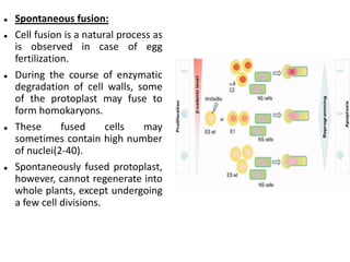  Spontaneous fusion:
 Cell fusion is a natural process as
is observed in case of egg
fertilization.
 During the course of enzymatic
degradation of cell walls, some
of the protoplast may fuse to
form homokaryons.
 These fused cells may
sometimes contain high number
of nuclei(2-40).
 Spontaneously fused protoplast,
however, cannot regenerate into
whole plants, except undergoing
a few cell divisions.
 