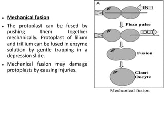  Mechanical fusion
 The protoplast can be fused by
pushing them together
mechanically. Protoplast of lilium
and trillium can be fused in enzyme
solution by gentle trapping in a
depression slide.
 Mechanical fusion may damage
protoplasts by causing injuries.
 