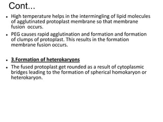 Cont...
 High temperature helps in the intermingling of lipid molecules
of agglutinated protoplast membrane so that membrane
fusion occurs.
 PEG causes rapid agglutination and formation and formation
of clumps of protoplast. This results in the formation
membrane fusion occurs.
 3.Formation of heterokaryons
 The fused protoplast get rounded as a result of cytoplasmic
bridges leading to the formation of spherical homokaryon or
heterokaryon.
 