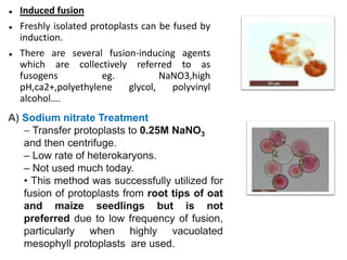 Induced fusion
 Freshly isolated protoplasts can be fused by
induction.
 There are several fusion-inducing agents
which are collectively referred to as
fusogens eg. NaNO3,high
pH,ca2+,polyethylene glycol, polyvinyl
alcohol….
A) Sodium nitrate Treatment
– Transfer protoplasts to 0.25M NaNO3
and then centrifuge.
– Low rate of heterokaryons.
– Not used much today.
• This method was successfully utilized for
fusion of protoplasts from root tips of oat
and maize seedlings but is not
preferred due to low frequency of fusion,
particularly when highly vacuolated
mesophyll protoplasts are used.
 