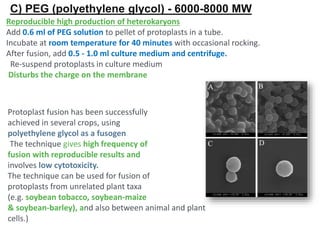 Reproducible high production of heterokaryons
Add 0.6 ml of PEG solution to pellet of protoplasts in a tube.
Incubate at room temperature for 40 minutes with occasional rocking.
After fusion, add 0.5 - 1.0 ml culture medium and centrifuge.
Re-suspend protoplasts in culture medium
Disturbs the charge on the membrane
Protoplast fusion has been successfully
achieved in several crops, using
polyethylene glycol as a fusogen.
The technique gives high frequency of
fusion with reproducible results and
involves low cytotoxicity.
The technique can be used for fusion of
protoplasts from unrelated plant taxa
(e.g. soybean tobacco, soybean-maize
& soybean-barley), and also between animal and plant
cells.)
C) PEG (polyethylene glycol) - 6000-8000 MW
 