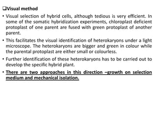 Visual method
• Visual selection of hybrid cells, although tedious is very efficient. In
some of the somatic hybridization experiments, chloroplast deficient
protoplast of one parent are fused with green protoplast of another
parent.
• This facilitates the visual identification of heterokaryons under a light
microscope. The heterokaryons are bigger and green in colour while
the parental protoplast are either small or colourless.
• Further identification of these heterokaryons has to be carried out to
develop the specific hybrid plant.
• There are two approaches in this direction –growth on selection
medium and mechanical isolation.
 