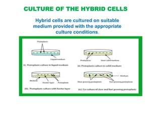 CULTURE OF THE HYBRID CELLS
Hybrid cells are cultured on suitable
medium provided with the appropriate
culture conditions.
 
