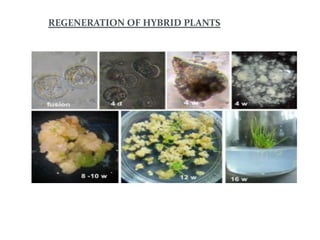 REGENERATION OF HYBRID PLANTS
 