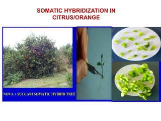 SOMATIC HYBRIDIZATION IN
CITRUS/ORANGE
 