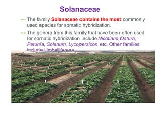 Solanaceae
⊷ The family Solanaceae contains the most commonly
used species for somatic hybridization.
⊷ The genera from this family that have been often used
for somatic hybridization include Nicotiana,Datura,
Petunia, Solanum, Lycopersicon, etc. Other families
include Umbellifereae.
 