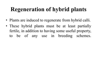 Regeneration of hybrid plants
• Plants are induced to regenerate from hybrid calli.
• These hybrid plants must be at least partially
fertile, in addition to having some useful property,
to be of any use in breeding schemes.
 
