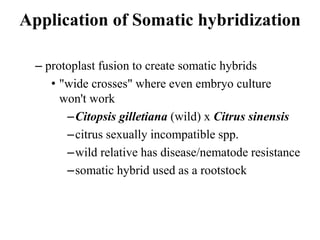 Application of Somatic hybridization
– protoplast fusion to create somatic hybrids
• "wide crosses" where even embryo culture
won't work
–Citopsis gilletiana (wild) x Citrus sinensis
–citrus sexually incompatible spp.
–wild relative has disease/nematode resistance
–somatic hybrid used as a rootstock
 