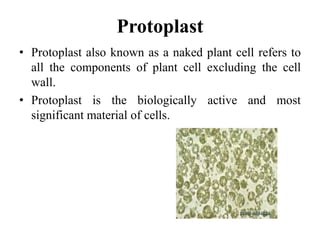 Protoplast
• Protoplast also known as a naked plant cell refers to
all the components of plant cell excluding the cell
wall.
• Protoplast is the biologically active and most
significant material of cells.
 