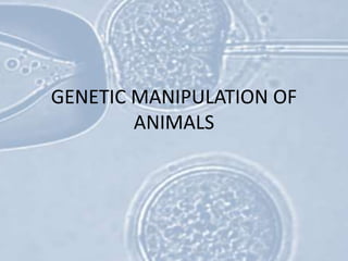 GENETIC MANIPULATION OF
ANIMALS
 