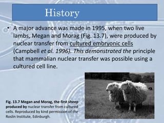 • A major advance was made in 1995, when two live
lambs, Megan and Morag (Fig. 13.7), were produced by
nuclear transfer from cultured embryonic cells
(Campbell et al. 1996). This demonstrated the principle
that mammalian nuclear transfer was possible using a
cultured cell line.
History
Fig. 13.7 Megan and Morag, the first sheep
produced by nuclear transfer from cultured
cells. Reproduced by kind permission of the
Roslin Institute, Edinburgh.
 