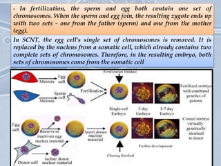 Somatic cell cloning is not equivalent to fertilsation- In fertilization, the sperm and egg both contain one set of
chromosomes. When the sperm and egg join, the resulting zygote ends up
with two sets - one from the father (sperm) and one from the mother
(egg).
In SCNT, the egg cell's single set of chromosomes is removed. It is
replaced by the nucleus from a somatic cell, which already contains two
complete sets of chromosomes. Therefore, in the resulting embryo, both
sets of chromosomes come from the somatic cell
 