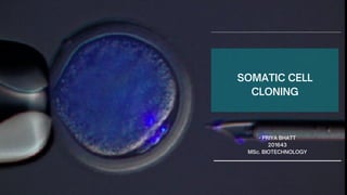 SOMATIC CELL
CLONING
- PRIYA BHATT
201643
MSc. BIOTECHNOLOGY
 