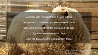 Mammary cells removed from a 6 years old Ewe
Cells placed in culture dish and were starved to death
Cells were then fused with the enucleated egg cells
Egg was then implanted into Ewe
After 148 days, a healthy lamb was born- Dolly.
DOLLY - AFTER 277 ATTEMPTS


SOURCE : Bartlett, Zane, "Somatic Cell Nuclear
Transfer in Mammals (1938-2013)". Embryo Project
Encyclopedia (2014-11-04). ISSN: 1940-5030
 