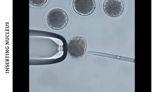 INSERTING
NUCLEUS




 