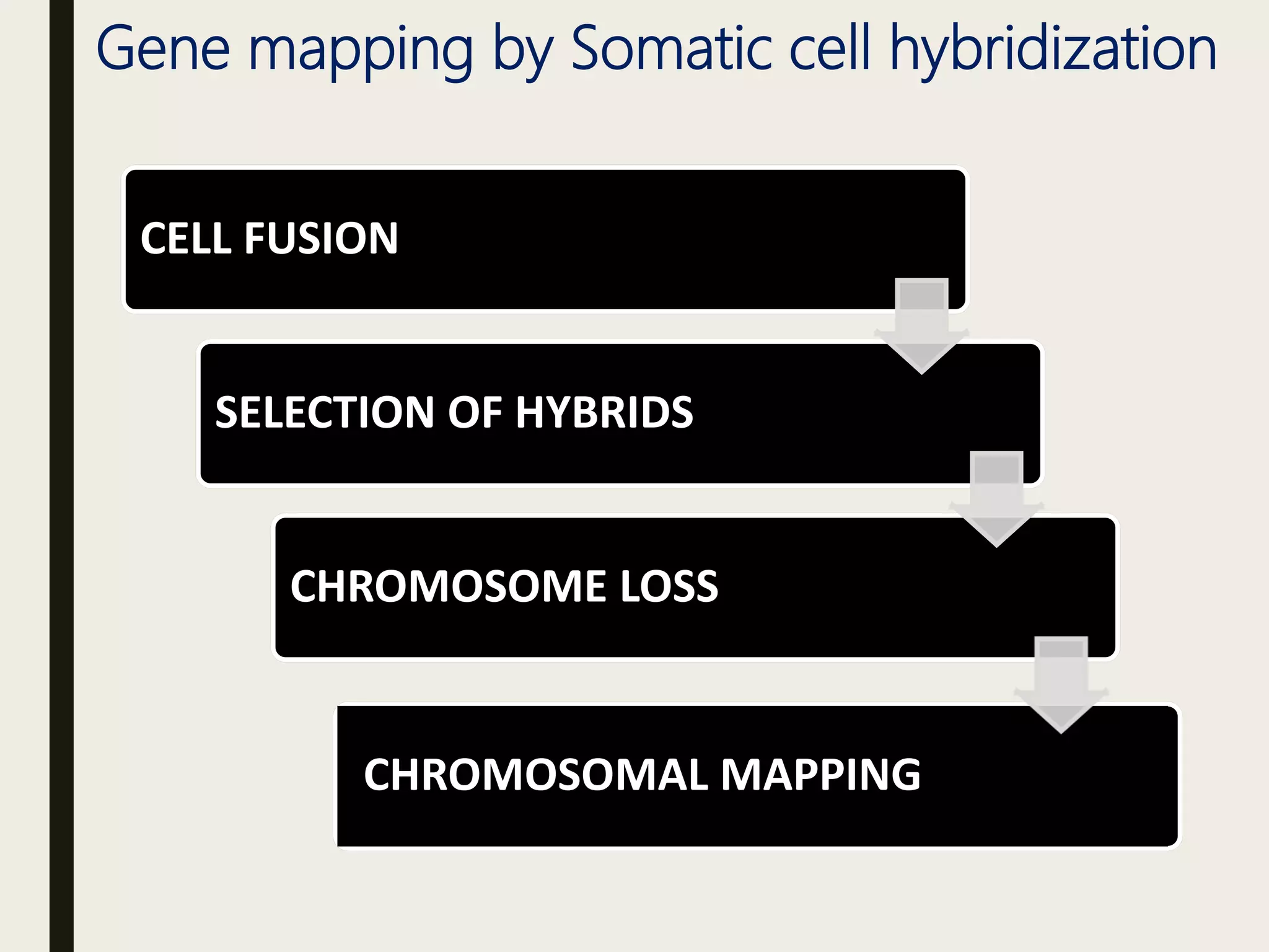 Gene mapping by Somatic cell hybridization
CELL FUSION
SELECTION OF HYBRIDS
CHROMOSOME LOSS
CHROMOSOMAL MAPPING
 