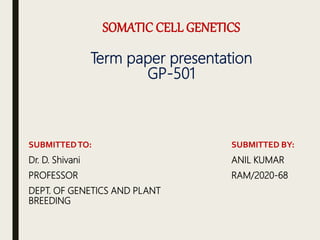 SOMATIC CELL GENETICS
Term paper presentation
GP-501
SUBMITTEDTO:
Dr. D. Shivani
PROFESSOR
DEPT. OF GENETICS AND PLANT
BREEDING
SUBMITTED BY:
ANIL KUMAR
RAM/2020-68
 