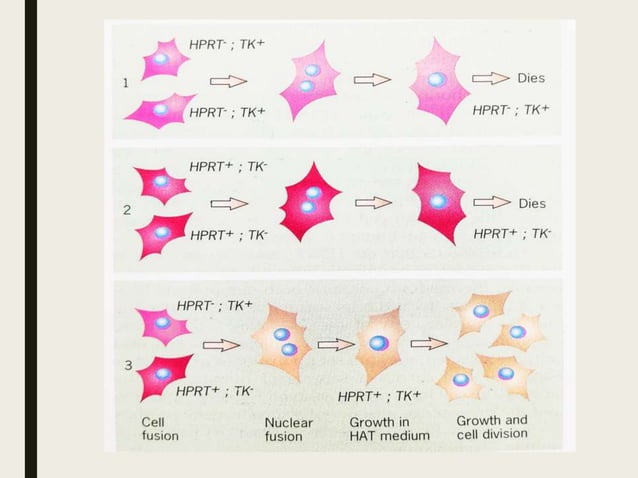 Somatic cell genetics Biology Diagrams