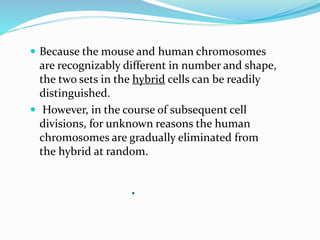.
 Because the mouse and human chromosomes
are recognizably different in number and shape,
the two sets in the hybrid cells can be readily
distinguished.
 However, in the course of subsequent cell
divisions, for unknown reasons the human
chromosomes are gradually eliminated from
the hybrid at random.
 