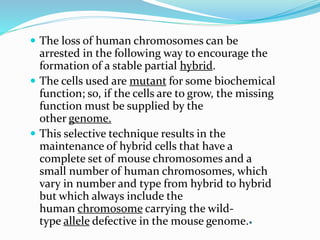 .
 The loss of human chromosomes can be
arrested in the following way to encourage the
formation of a stable partial hybrid.
 The cells used are mutant for some biochemical
function; so, if the cells are to grow, the missing
function must be supplied by the
other genome.
 This selective technique results in the
maintenance of hybrid cells that have a
complete set of mouse chromosomes and a
small number of human chromosomes, which
vary in number and type from hybrid to hybrid
but which always include the
human chromosome carrying the wild-
type allele defective in the mouse genome.
 