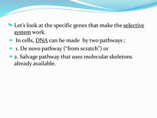 . Let’s look at the specific genes that make the selective
system work.
 In cells, DNA can be made by two pathways ;
 1. De novo pathway (“from scratch”) or
 2. Salvage pathway that uses molecular skeletons
already available.
 