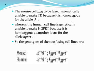 .
 The mouse cell line to be fused is genetically
unable to make TK because it is homozygous
for the allele tk−,
 whereas the human cell line is genetically
unable to make HGPRT because it is
homozygous at another locus for the
allele hgprt−.
 So the genotypes of the two fusing cell lines are:
 